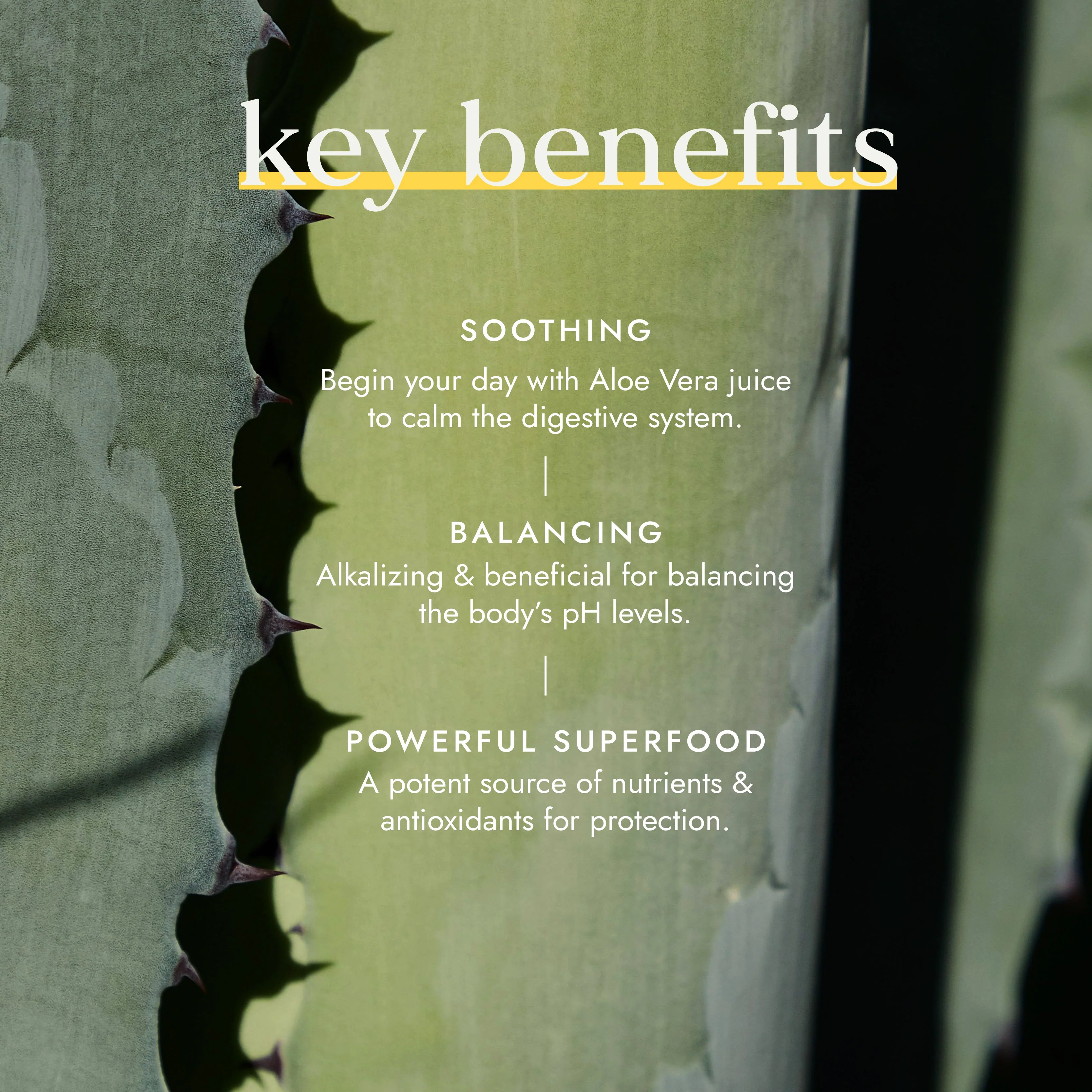 Fushi Organic Aloe Vera Juice - Image 3