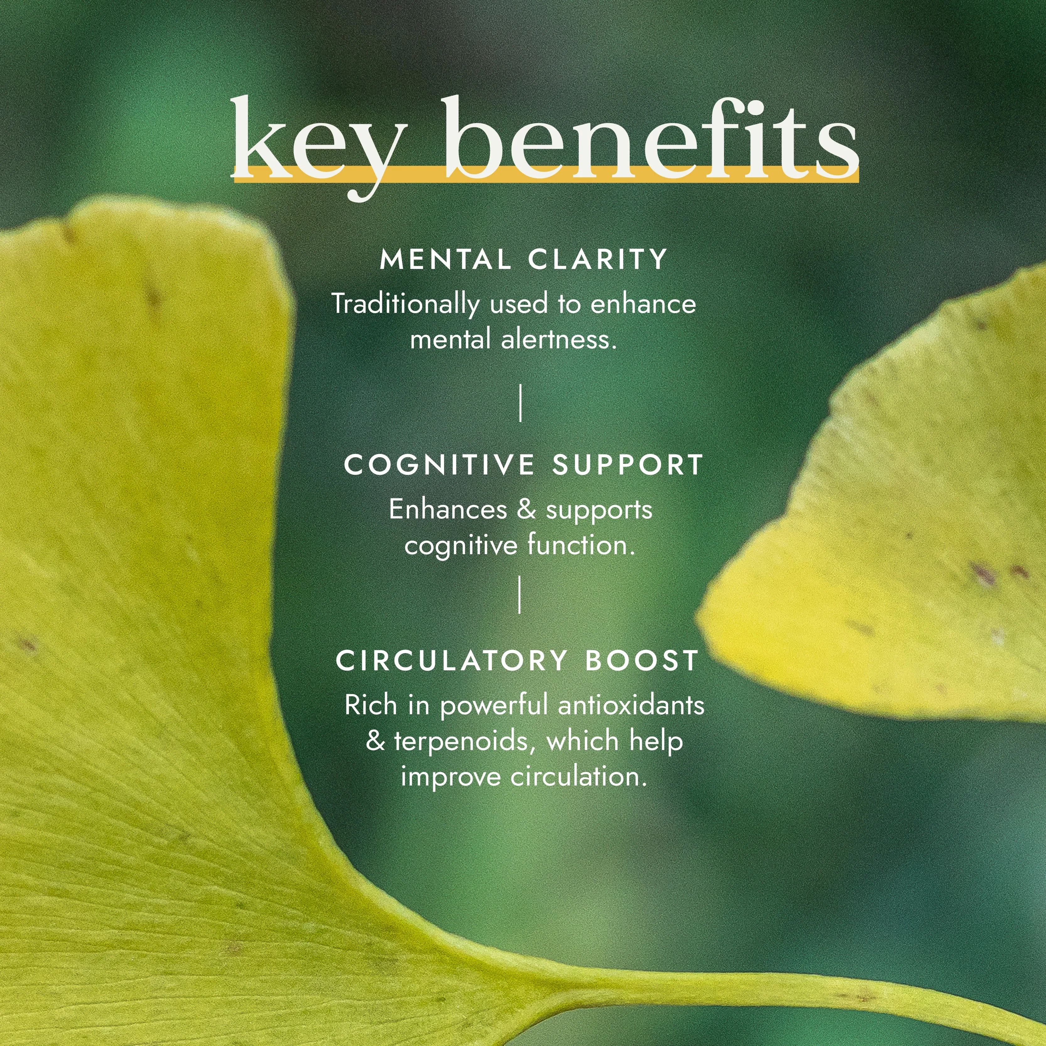Fushi Organic Ginkgo Biloba - Image 3