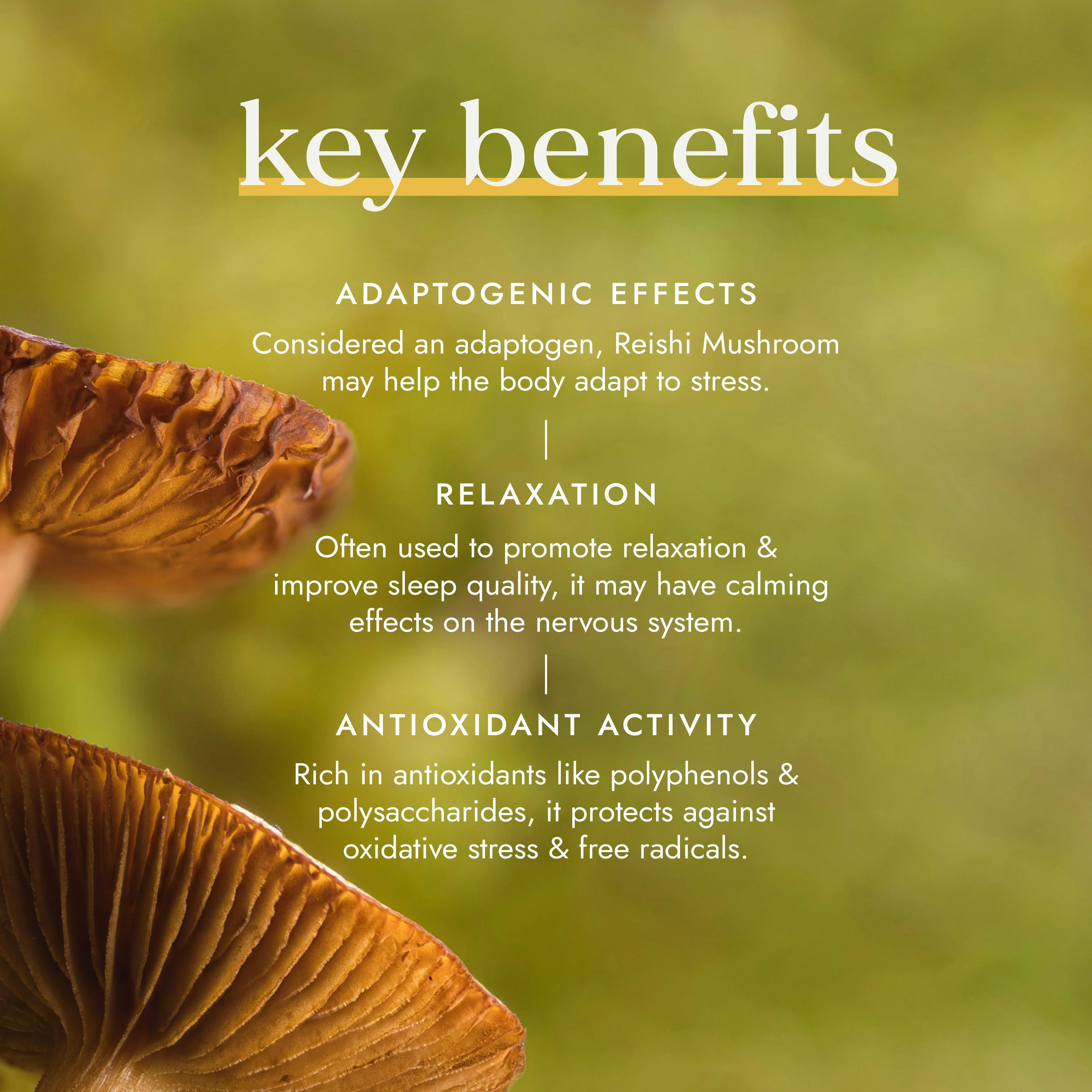 Fushi Organic Reishi Mushroom - Image 8