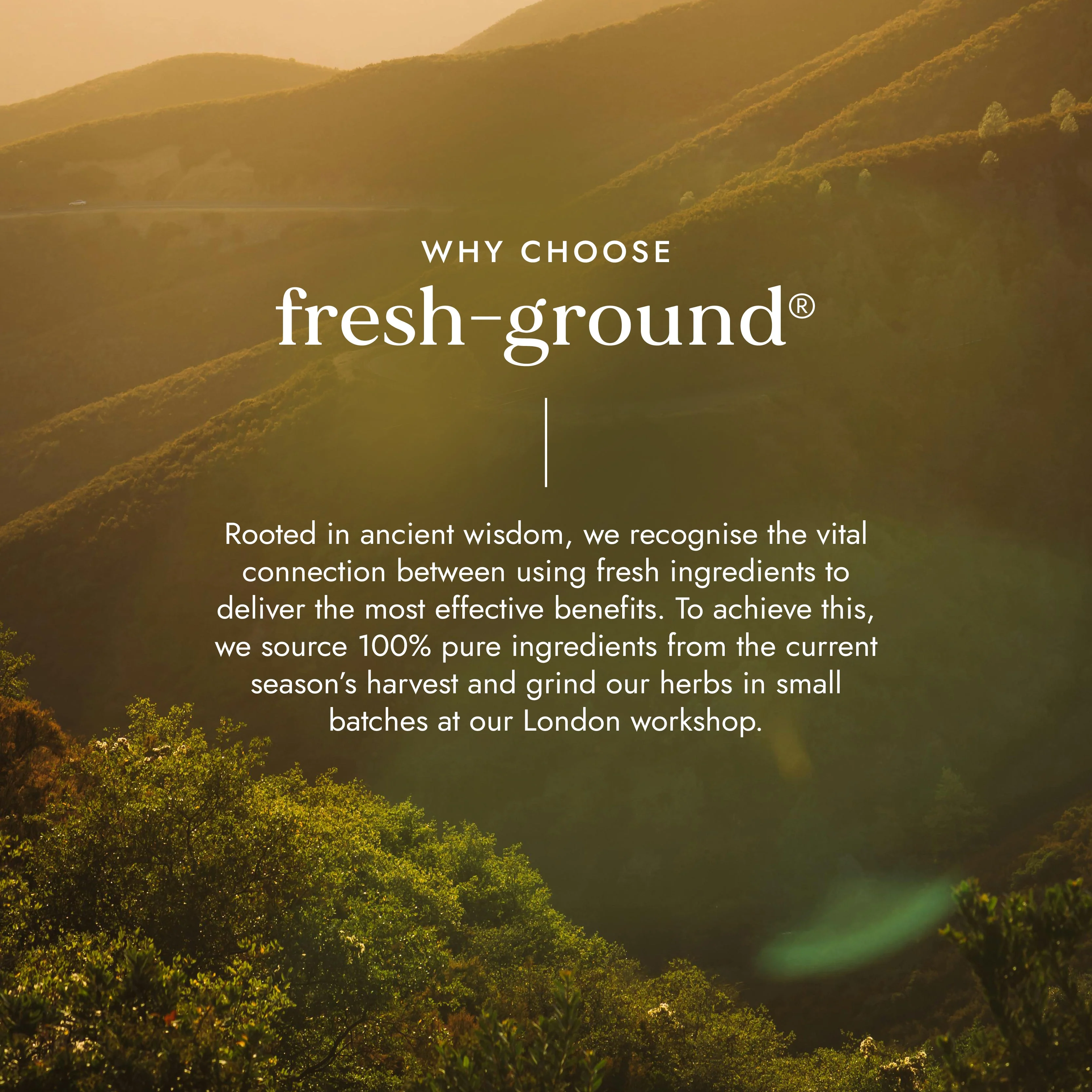 Fushi Wild Guggul - Image 3